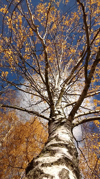 Low angle view of birch tree with golden autumn leaves against blue sky