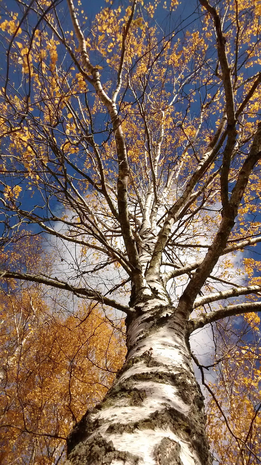 Low angle view of birch tree with golden autumn leaves against blue sky