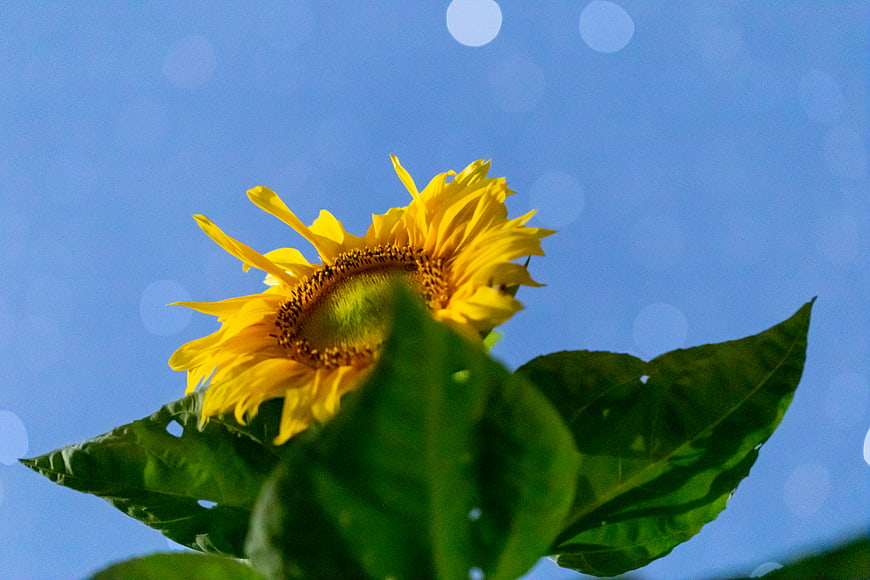 Yellow Sunflower Bloom Against Blue Sky with Bokeh
