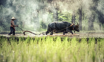 Farmer Plowing Rice Paddy with Water Buffalo in Southeast Asia