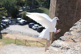 White Dove Flying Near Stone Wall