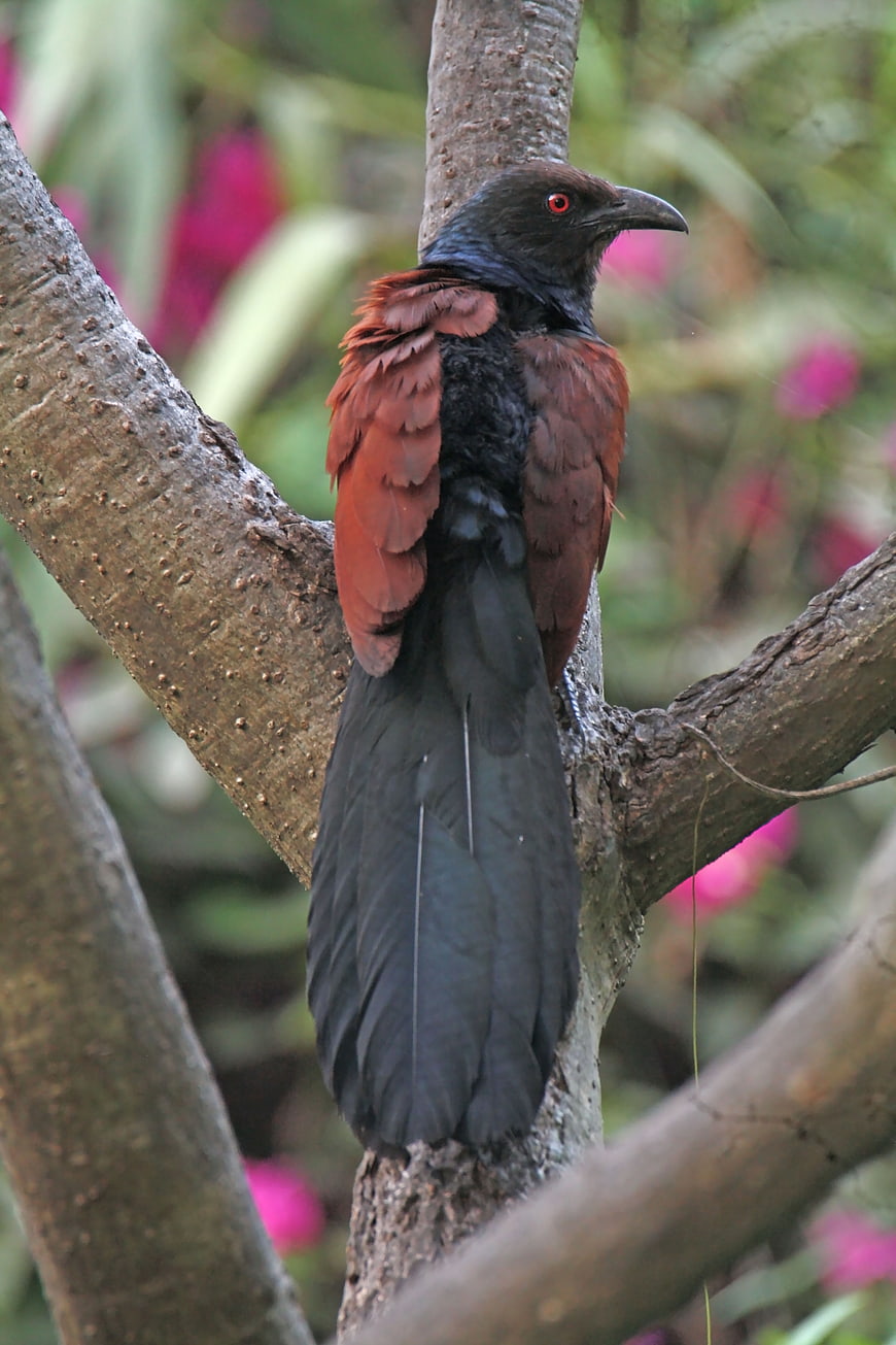 Greater Coucal bird perched on tree branch