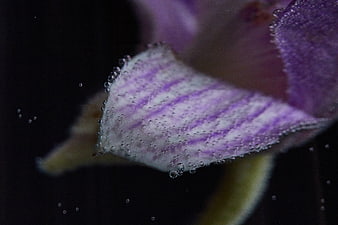 Macro of purple orchid petal with water bubbles
