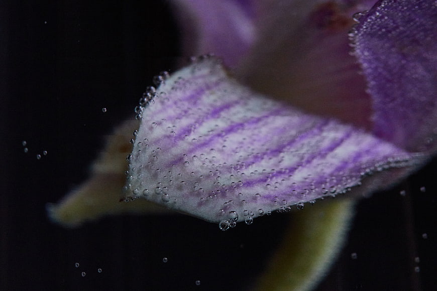 Macro of purple orchid petal with water bubbles