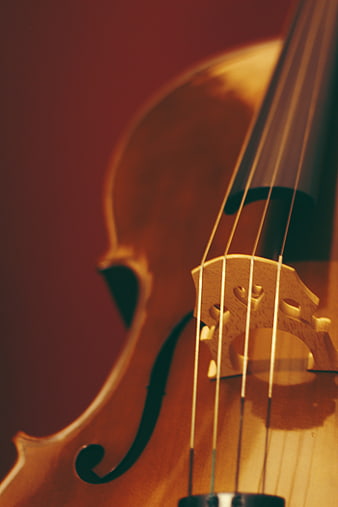 Close-up of a wooden violin bridge and strings