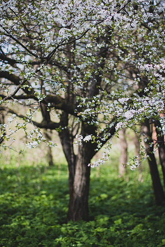 White Blossoms on Tree Branches in Spring Forest