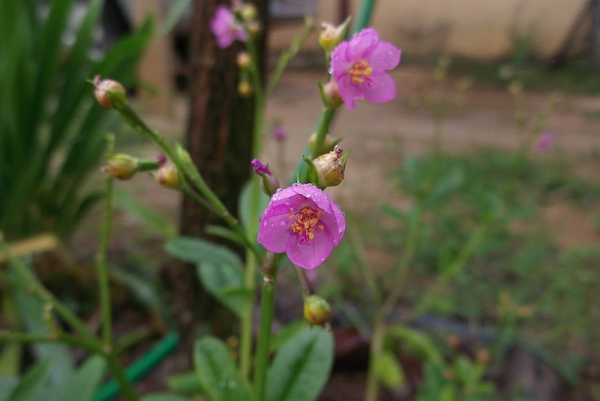 Close-up of pink moss rose flowers with water droplets