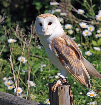 Barn Owl Perched on Wooden Post in Daisy Field
