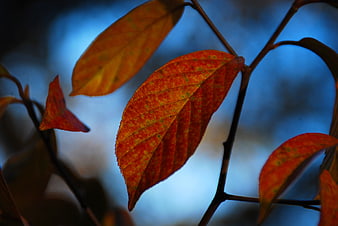 Close-up of vibrant autumn leaves against a blue background