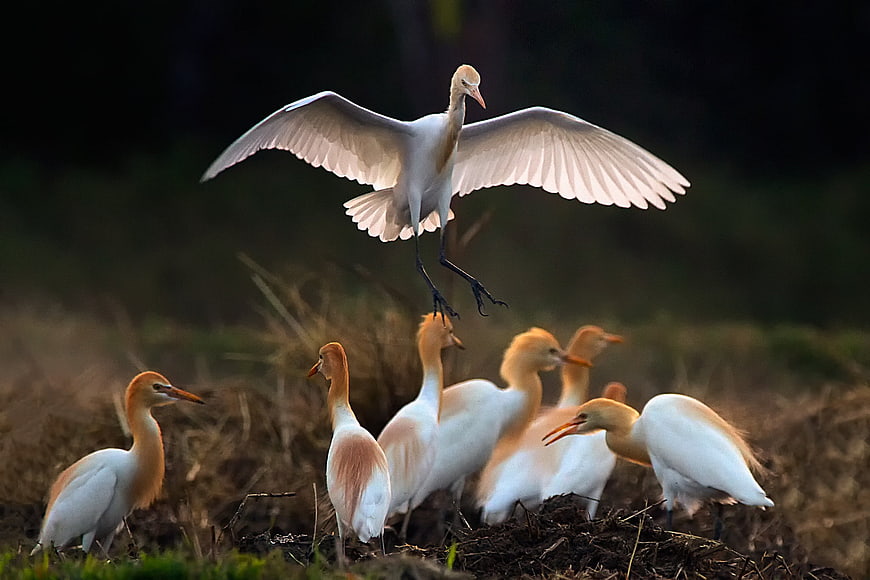 Cattle Egret Landing on Flock in Golden Light
