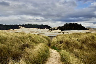 Sandy path through coastal dunes with grass and forest