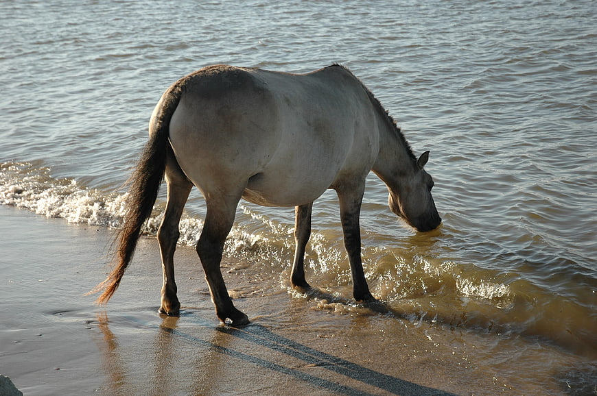 White Horse Drinking Water at Beach Shoreline