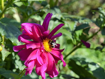 Bumblebee Pollinating Vibrant Pink Dahlia in Garden