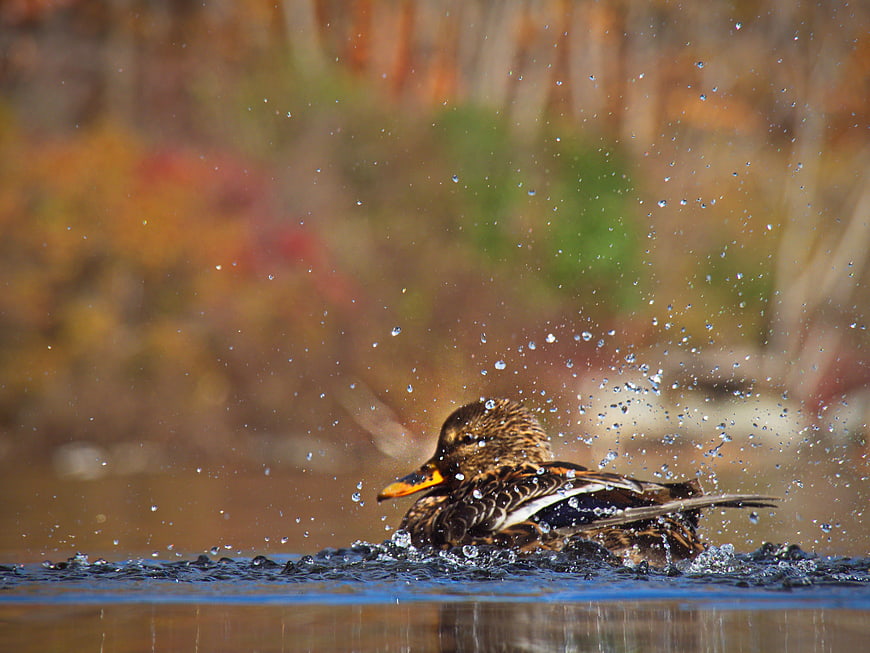 Female Mallard Duck Splashing in Autumn Lake