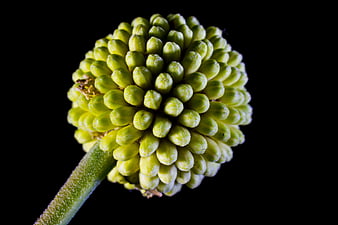 Close-up of Green Allium Flower Bud on Black Background