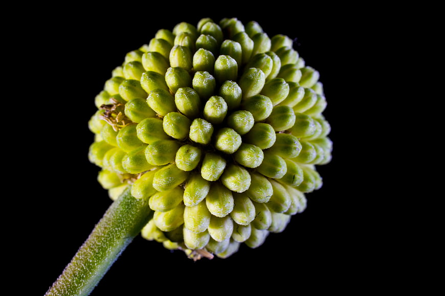 Close-up of Green Allium Flower Bud on Black Background