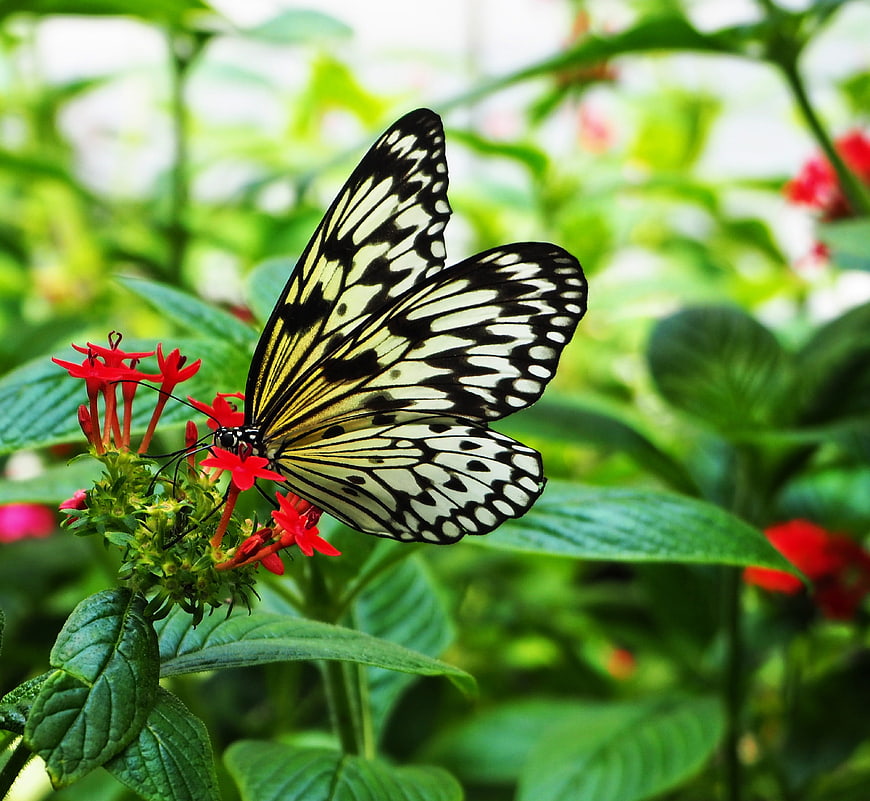 Black and yellow butterfly on red flower in garden