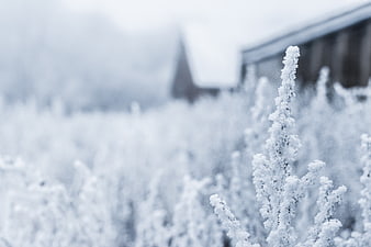 Frosty Plants in Winter Field with Blurred Barn Background