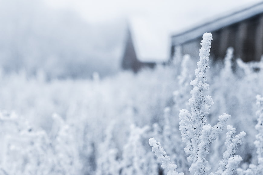 Frosty Plants in Winter Field with Blurred Barn Background
