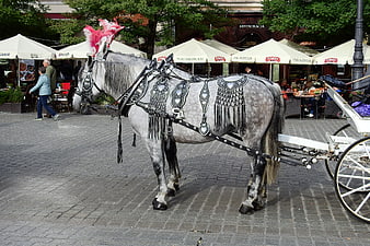 Decorated Grey Horse with Carriage in Krakow Market Square
