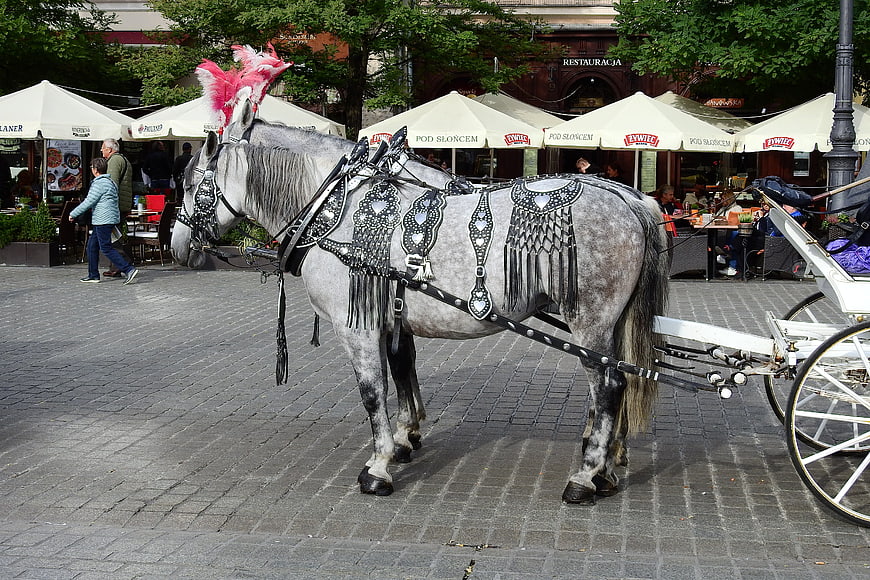 Decorated Grey Horse with Carriage in Krakow Market Square