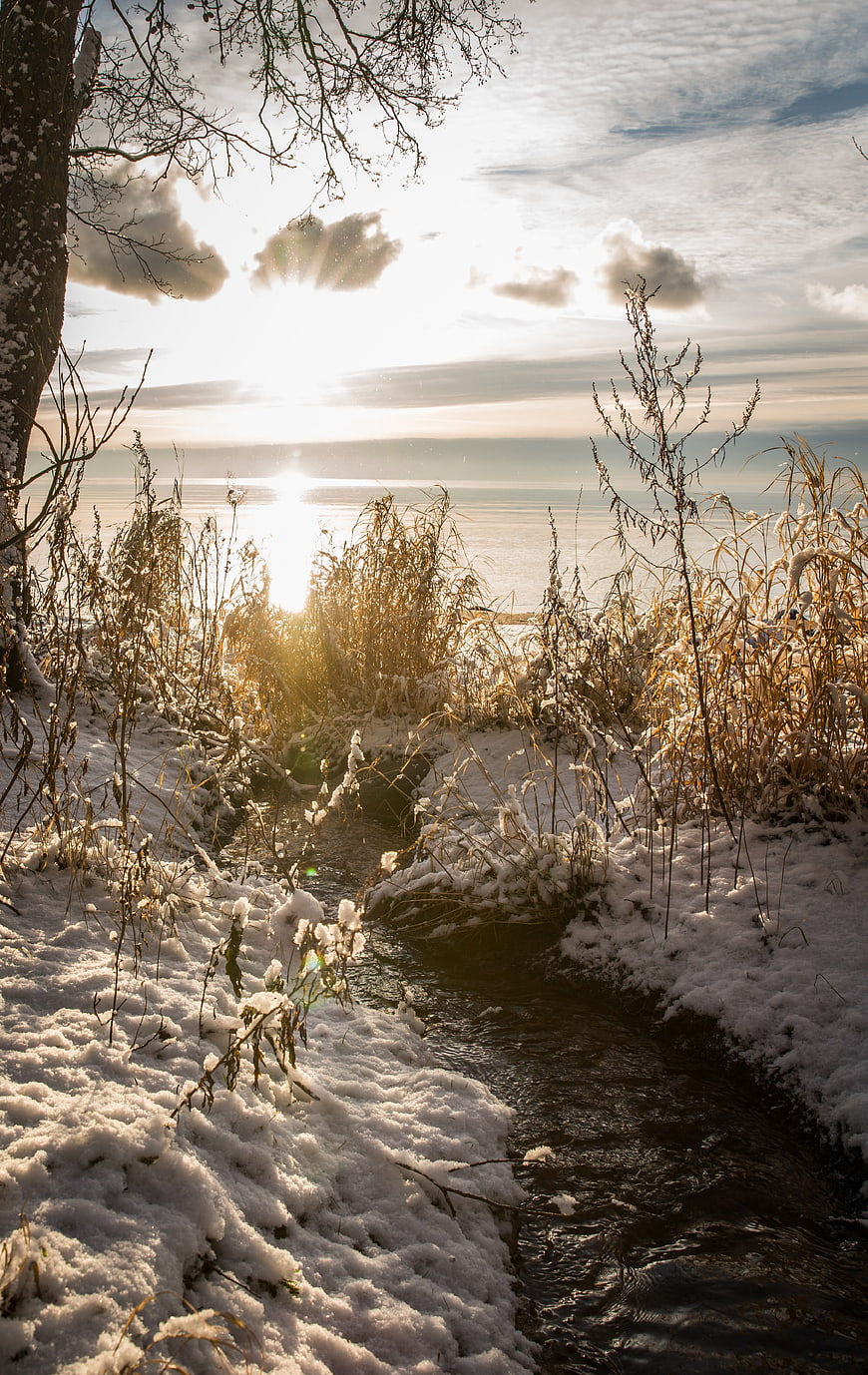 Winter Stream Flowing Through Snowy Reeds at Sunset