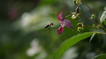 Honeybee Flying Towards Purple Wildflower in Garden