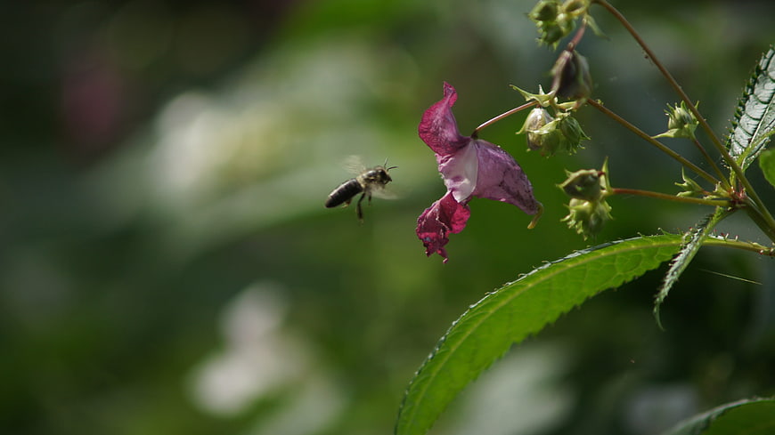 Honeybee Flying Towards Purple Wildflower in Garden