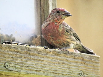 Male House Finch perched on wooden bird feeder