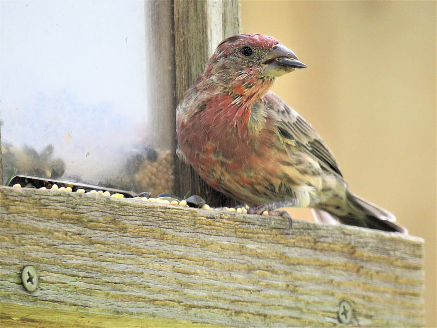 Male House Finch perched on wooden bird feeder