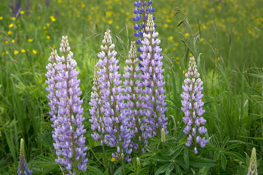 Purple Lupine Flowers Blooming in Green Meadow