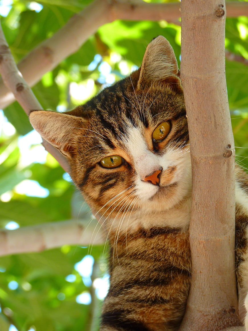 Close-up of a Tabby Cat Peeking from a Tree Branch