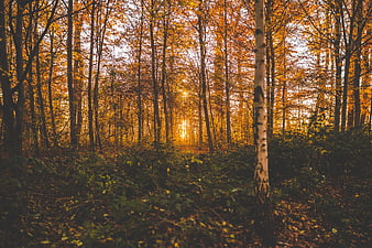 Sunlight streaming through golden autumn forest trees