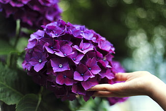 Hand Touching Vibrant Purple Hydrangea Flower in Garden