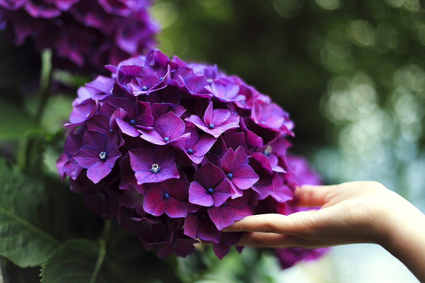 Hand Touching Vibrant Purple Hydrangea Flower in Garden