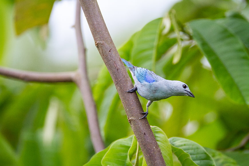 Blue-gray Tanager perched on a tree branch in a forest