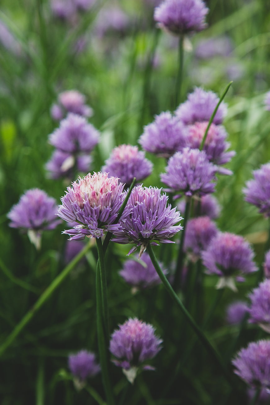 Close-up of purple chive blossoms in a garden