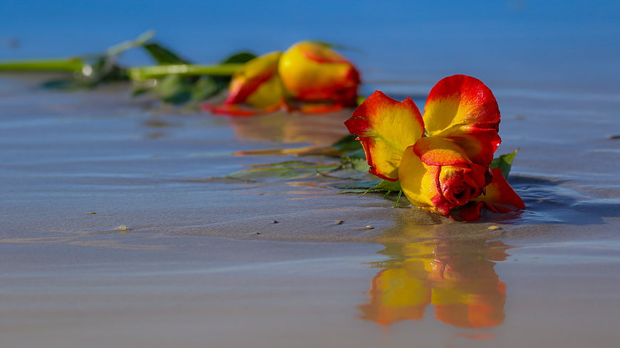 Wilted red and yellow roses lying on wet sand at the beach