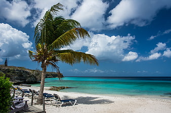 Tropical beach with palm tree and turquoise ocean