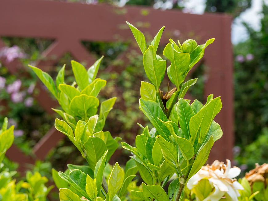 Close-up of vibrant green gardenia leaves and white flower
