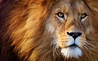 Close-up portrait of a majestic male lion with intense gaze