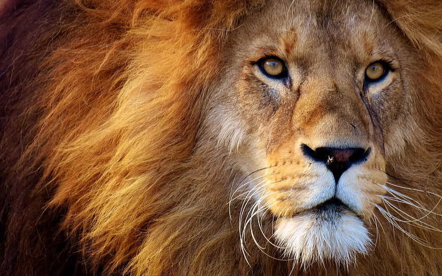 Close-up portrait of a majestic male lion with intense gaze