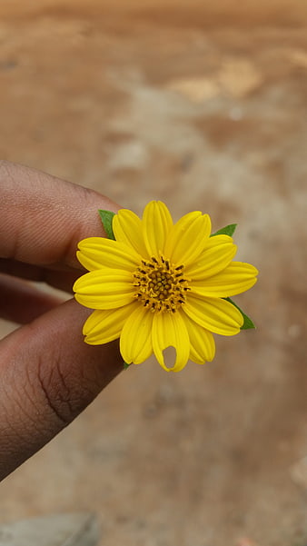 Hand holding small yellow wildflower close-up