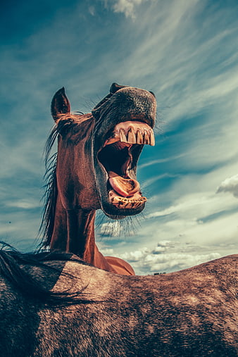 Close-up of brown horse yawning with mouth open against blue sky