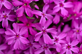Vibrant Purple Phlox Flowers Close-Up Background
