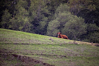 Brown cow resting on green hillside with forest background
