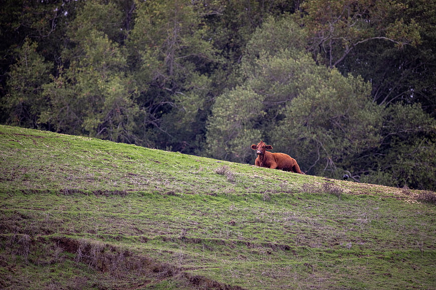 Brown cow resting on green hillside with forest background