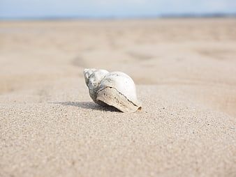 Close-up of a weathered seashell on sandy beach