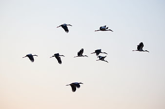 Flock of White Storks Flying in Pale Sky