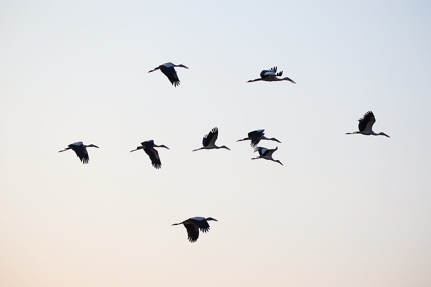 Flock of White Storks Flying in Pale Sky
